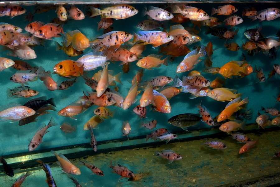 Predám AFRICKÉ CICHLIDY – široký výber, zdravé odchovy, TOP kvalita