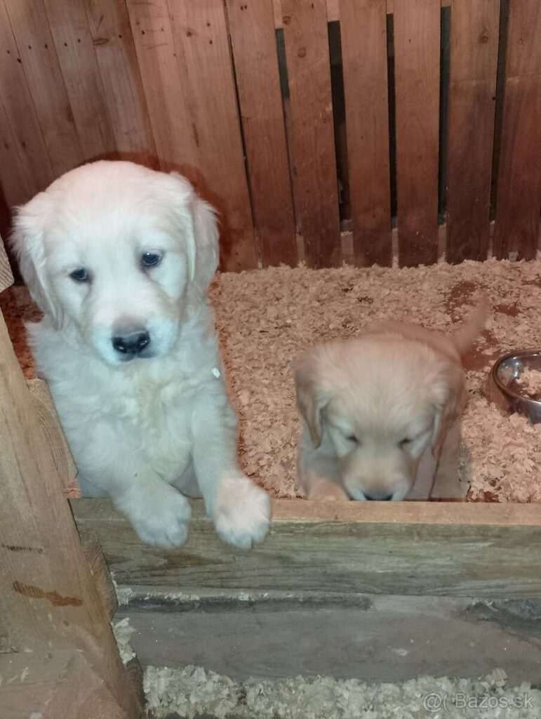 Šteniatka zlatého retrievra – psíky s preukazom, možnosť odberu