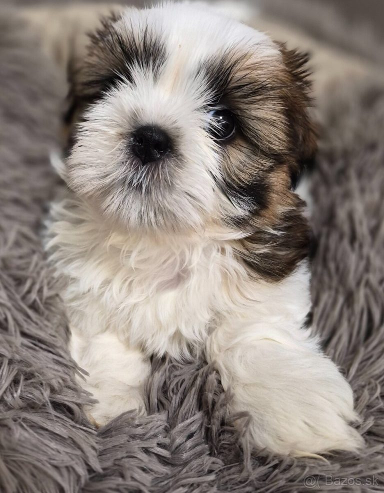 Top Shih-Tzu s PP