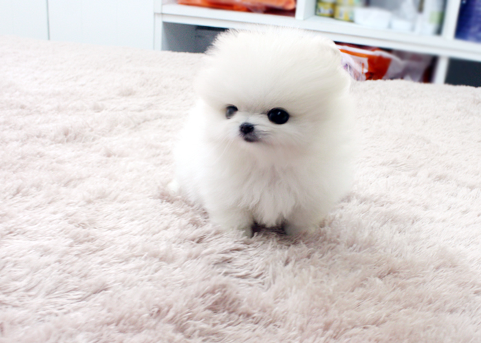 Pomeranian Mini Štěňátka Pomeranian hledají milující domov. Jsou mazlivá, veselá, zvyklá n