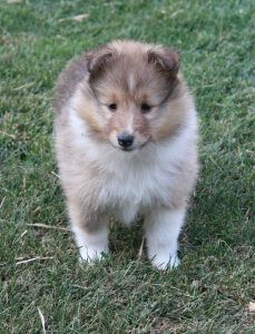 Šeltia , Sheltia , shetland sheepdog