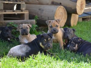 Crossbreed bully