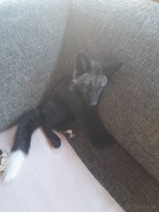 Líška strieborná čierna samček
