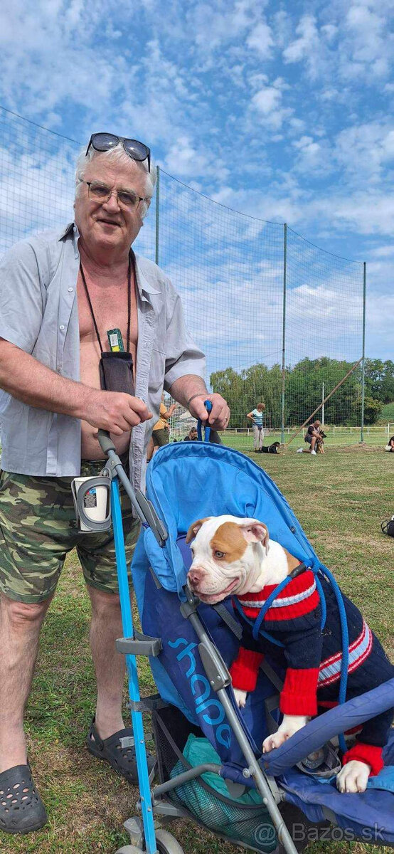 AMERICKY BULLDOG